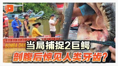 当局捕捉2巨鳄 其中一只肚内有疑似人类牙齿