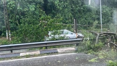 視頻| 狂風暴雨吹倒大樹 汽車行駛中被砸