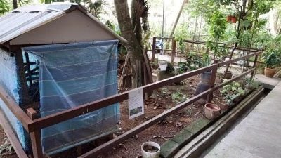 雞籠置草坪養8禽鳥 有人申訴噪音擾民