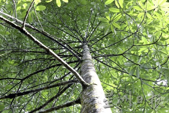 【地名趣味／01】解讀馬來西亞既陌生又熟悉的趣味地名，認識這些地方那些樹