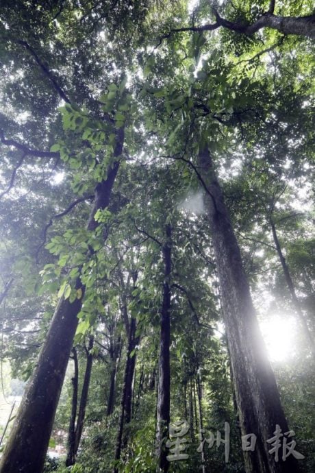 【地名趣味／01】解讀馬來西亞既陌生又熟悉的趣味地名，認識這些地方那些樹