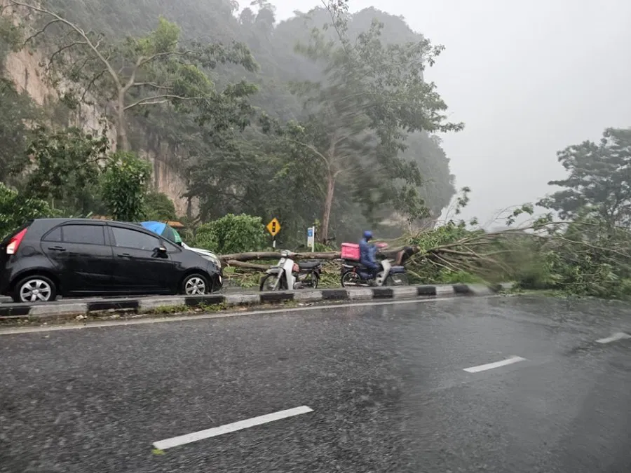 下午一场豪雨 务边路倒树压中车头