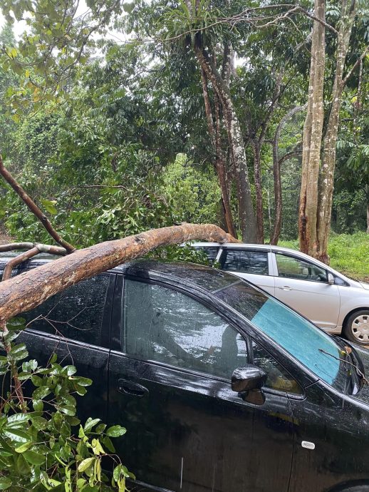 東：大樹倒下砸中兩車 幸無人受傷