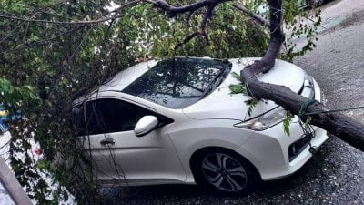 风雨来袭树倒下