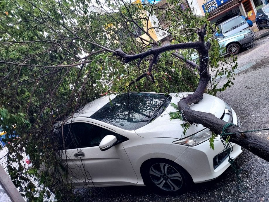 東：風雨來襲樹倒下