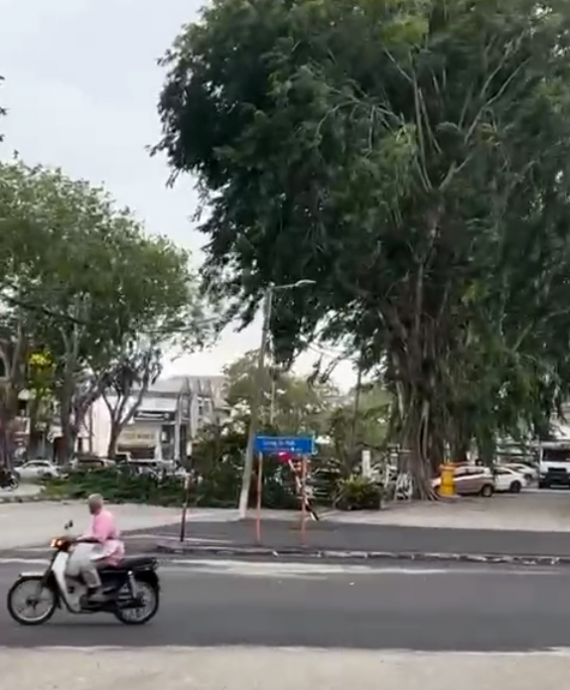 東：風雨來襲樹倒下