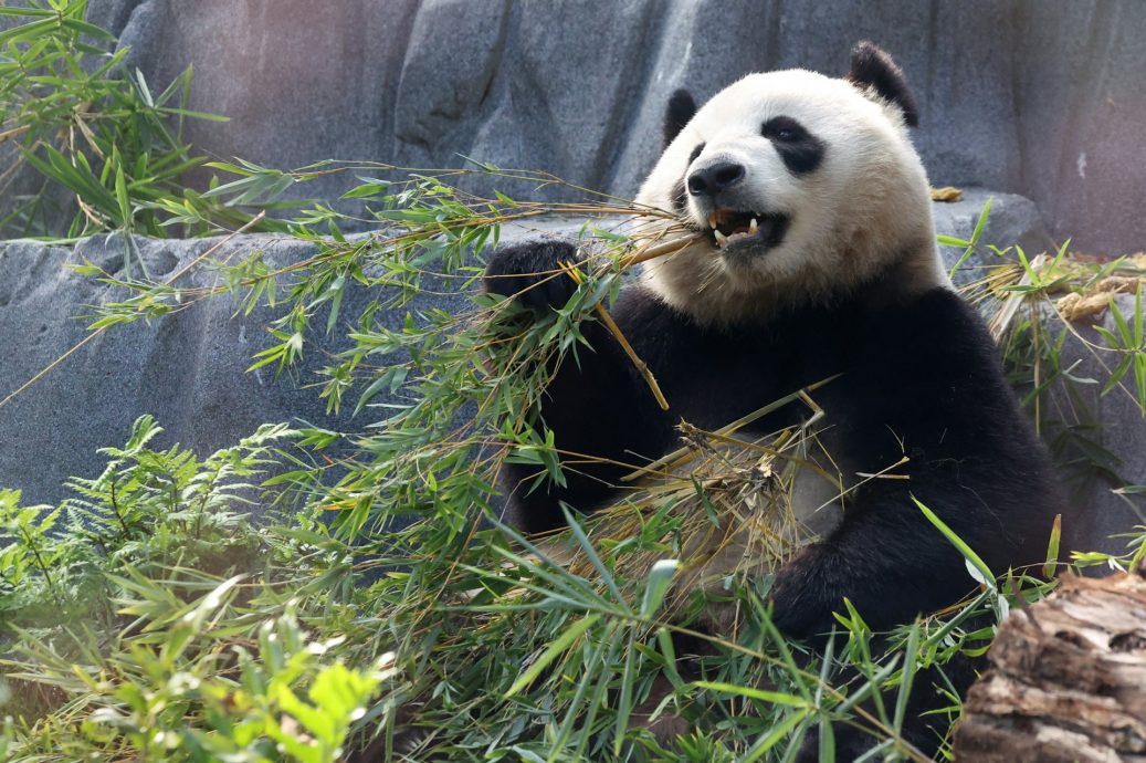 中表现积极态度 有意向日本出借熊猫