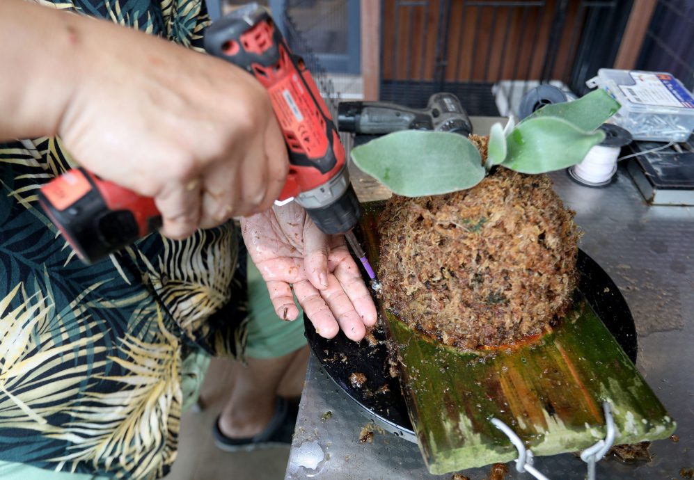 樂活頻道/9月2日交稿/鹿角蕨達人