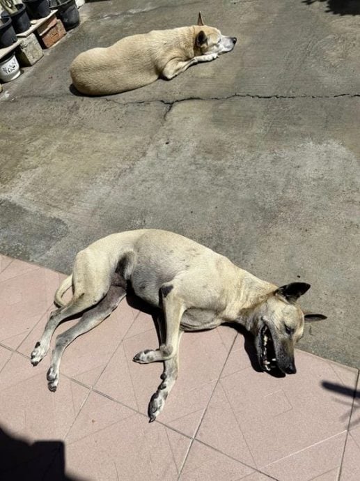 从睡姿看毛孩当下的状态……