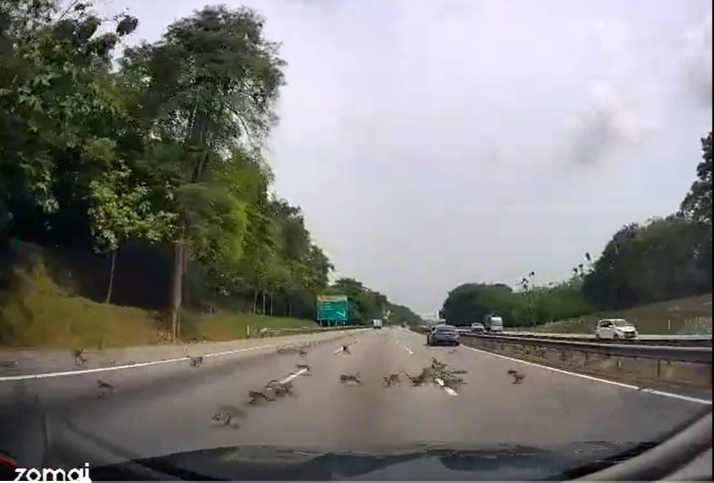 供星洲網／猴群橫越大道 車閃不及 直接撞上