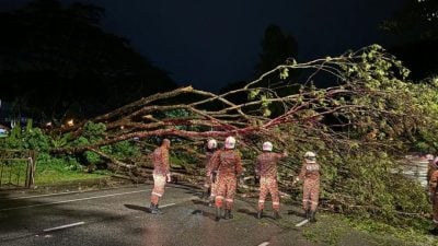 柔土乃機場路 樹倒擋道 肇大塞車