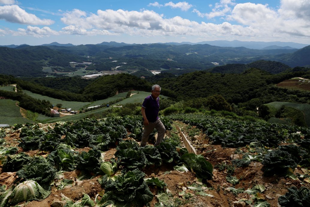 全球暖化衝擊 韓式泡菜減產 以後恐再也吃不到