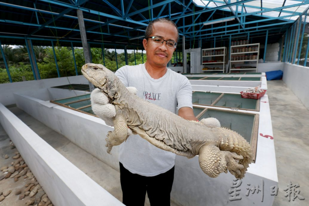 全马首个刺尾飞蜥养殖场 太平旅游精彩多元引客