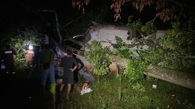 凌晨狂風暴雨   樹倒砸屋男子頭傷