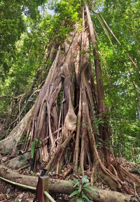 發現砂拉越：// 供上網//// 去砂拉越最小的國家公園 - 為小海龜護航