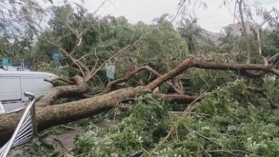 台风摩羯吹倒海口“花梨王”　树龄逾60年估价159万令吉