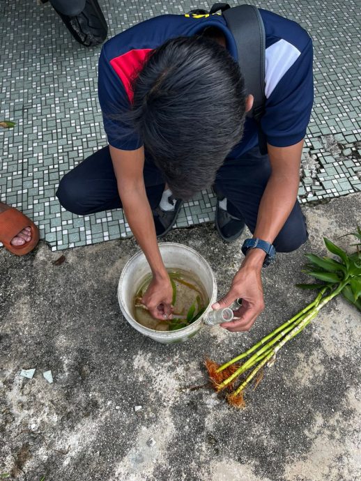 大都会/封面/甲洞区骨痛热症过去2个月内有上升迹象