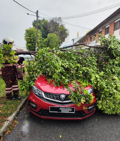 大雨吹倒大树砸坏汽车·无人伤亡