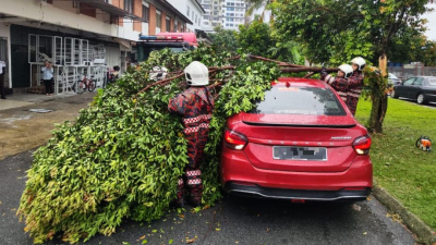 狂風暴雨後  雪州又有樹倒壓車