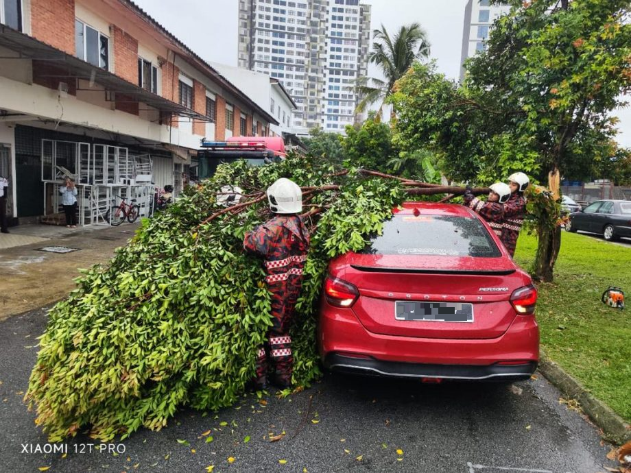 大雨吹倒大樹砸壞汽車·無人傷亡