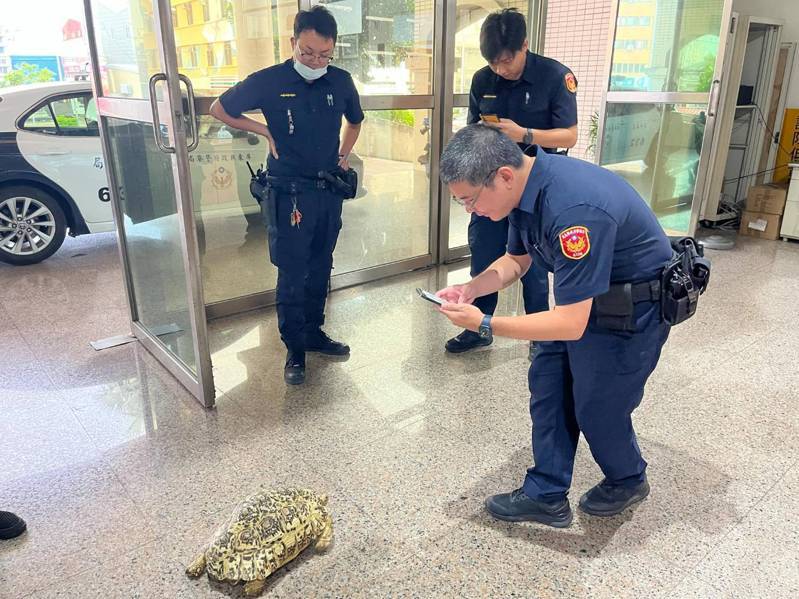 屏东接连乌龟逛大街 警方吁饲主留意看管