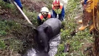 200公斤馬來貘誤入香蕉園跌入溝渠 民防部隊花4小時助脫險