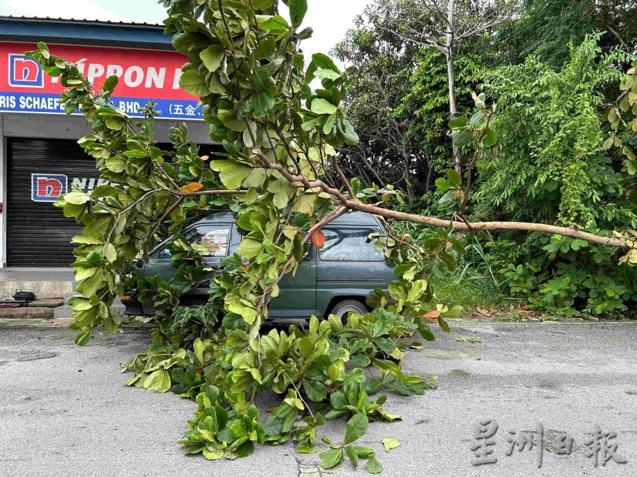 *已簽發* 柔：四灣遭暴雨襲擊 樹倒招聘掉落