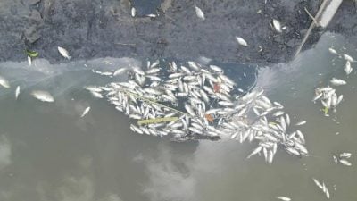 求真｜林添順：工廠火災致河水pH值上升    雙溪林丁河魚群死亡無關空汙