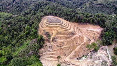 忧河流受污染  近打山保留区传种榴梿