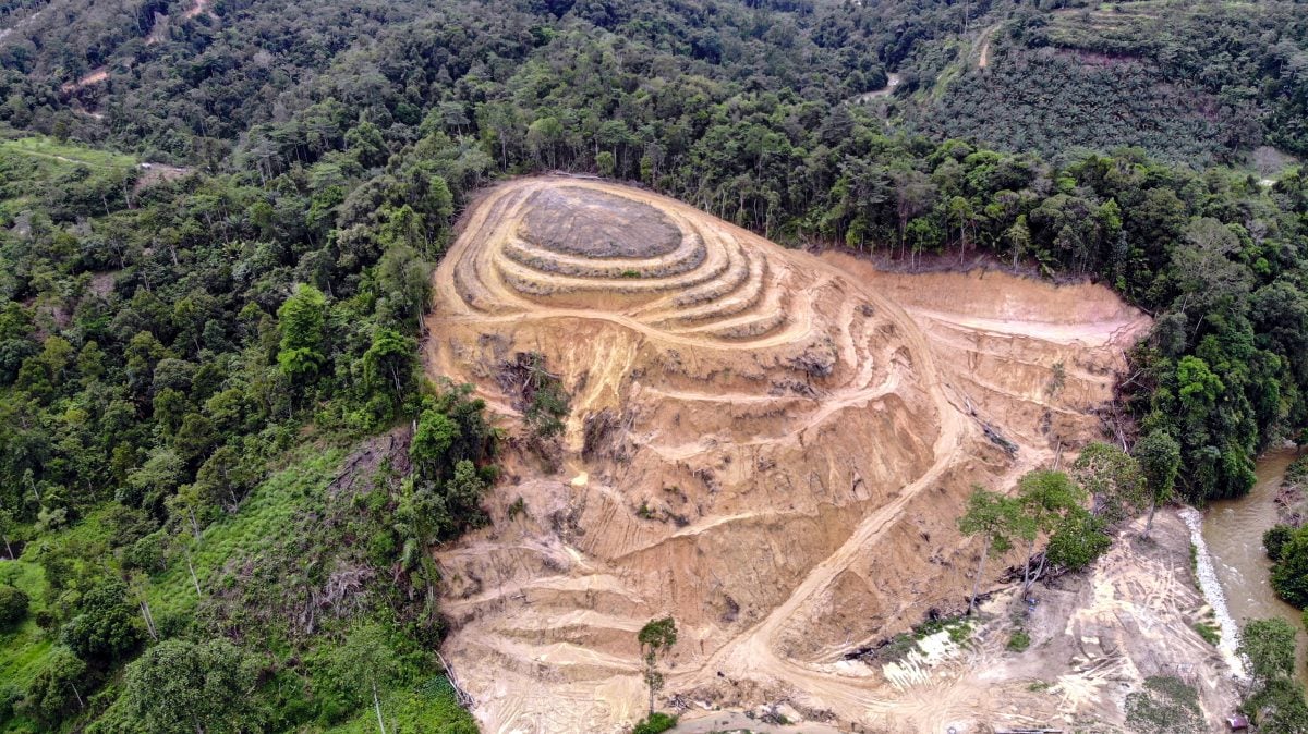 忧河流受污染 近打山保留区传种榴梿 