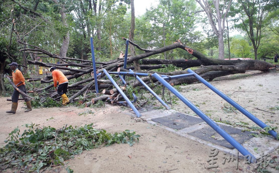 怡馬球場公園樹倒 壓毀設施 無人傷亡