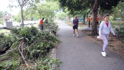 怡馬球場公園樹倒 壓毀設施 無人傷亡