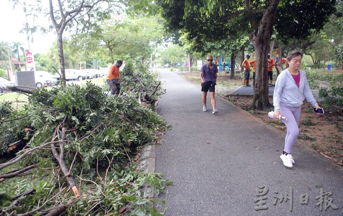 怡马球场公园树倒 压毁设施 无人伤亡