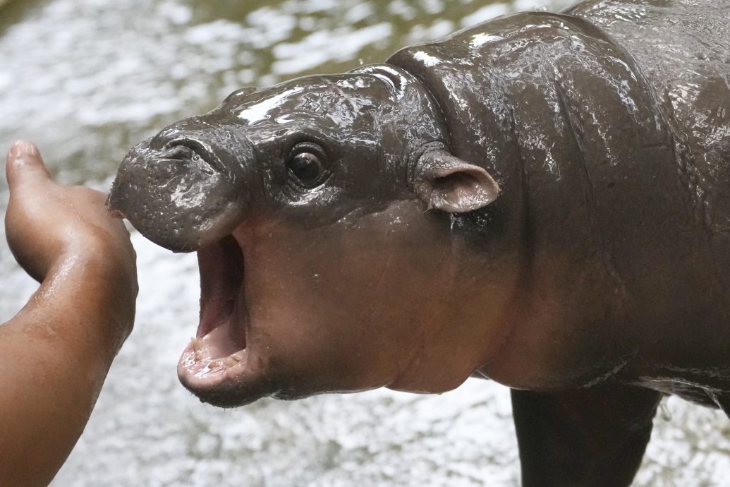 拼盤∕河馬BB“彈跳豬”魅力大 動物園19天152萬賬