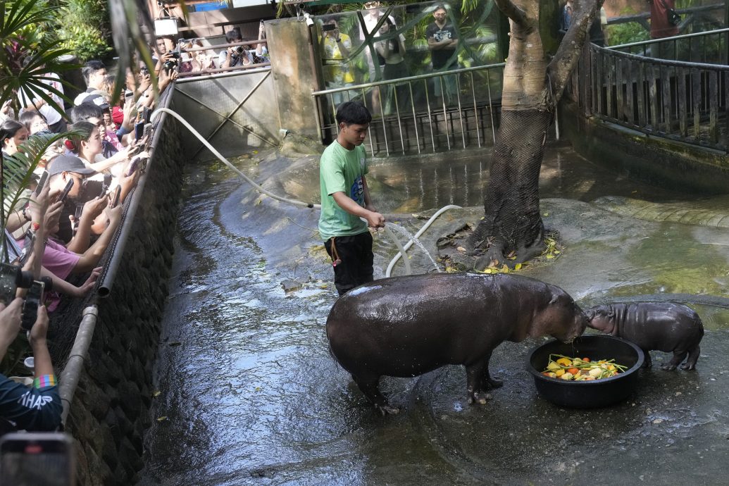 拼盤∕河馬BB“彈跳豬”魅力大 動物園19天152萬賬