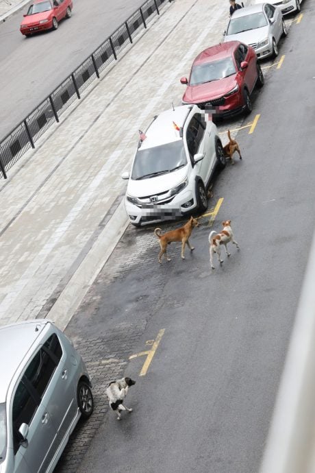 攻擊路人撕咬浪貓 浪犬成群出沒巴生商民怕怕