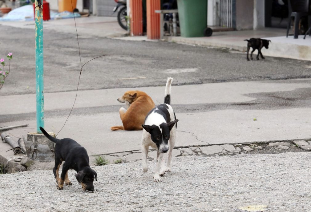 攻擊路人撕咬浪貓 浪犬成群出沒巴生商民怕怕