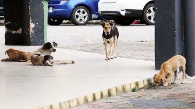 攻击路人 撕咬浪猫   浪犬成群出没 巴生商民怕怕