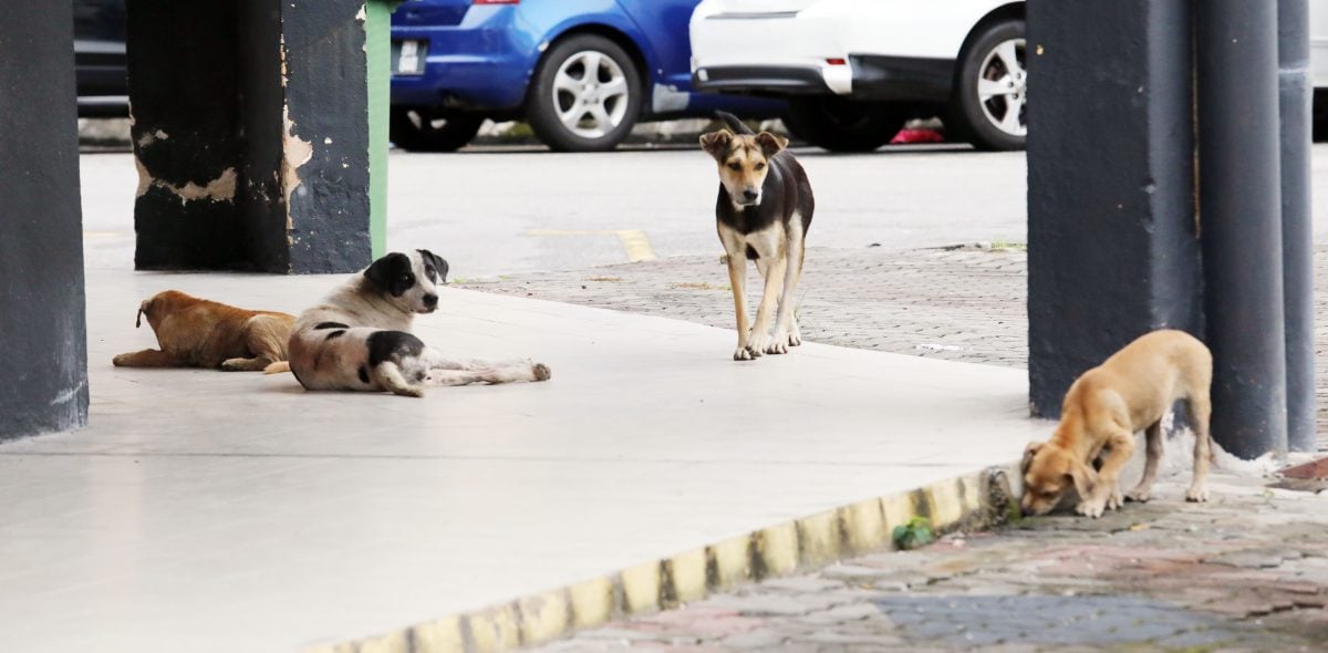 攻擊路人撕咬浪貓 浪犬成群出沒巴生商民怕怕