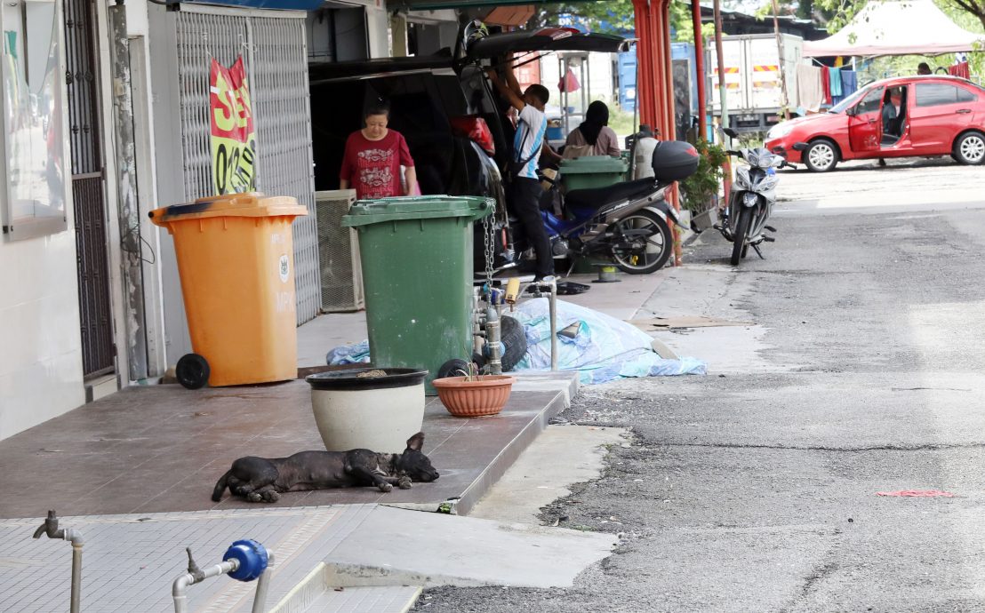 攻击路人撕咬浪猫 浪犬成群出没巴生商民怕怕