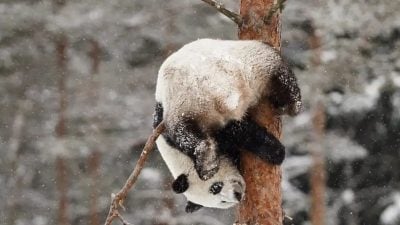 旅居芬兰大熊猫今年内提前返华