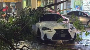 狂風暴雨肇禍   大城堡樹倒 無拉港水災