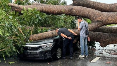 樹倒毀車路人搶救  孕妻與夫及時逃生