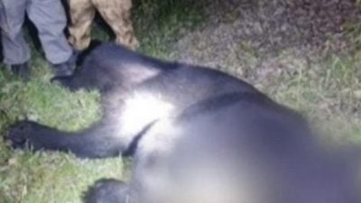 棕熊患狂犬病？ 突咬死父子35流浪狗