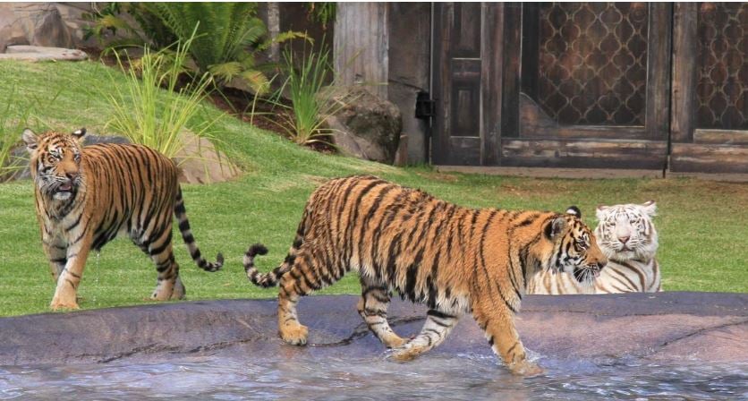 澳黃金海岸一主題公園老虎襲擊飼養員