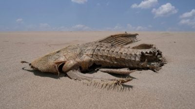 亚马逊严重乾旱湖泊水位降 淡水海豚再度濒临死亡