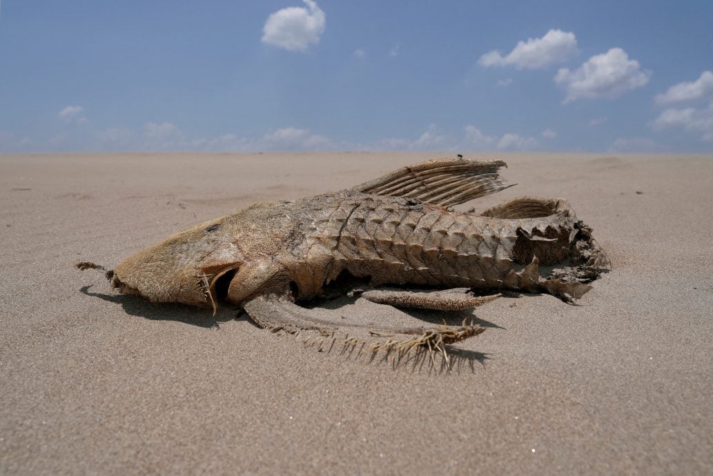 看世界/亚马逊严重乾旱湖泊水位降 淡水海豚再度濒临死亡