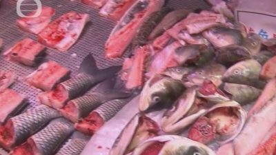 淡水魚播毒驚魂  香港近月40人感染乙型鏈球菌