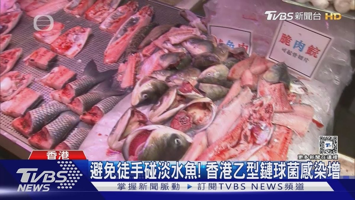 看世界/淡水魚播毒驚魂 香港近月40人感染乙型鏈球菌