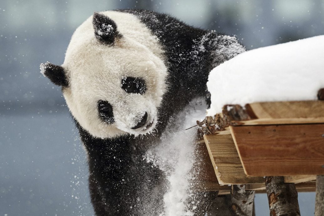 看世界/芬蘭動物園將一對熊貓歸還中國 因養不起